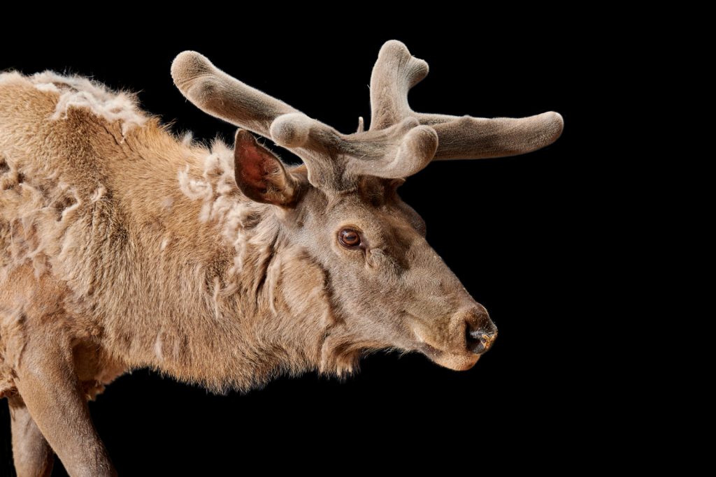 Altai wapiti