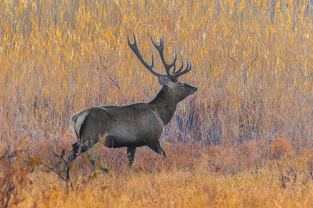 Bactrian Deer