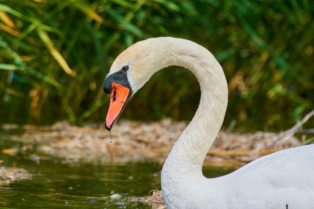 Mute Swan