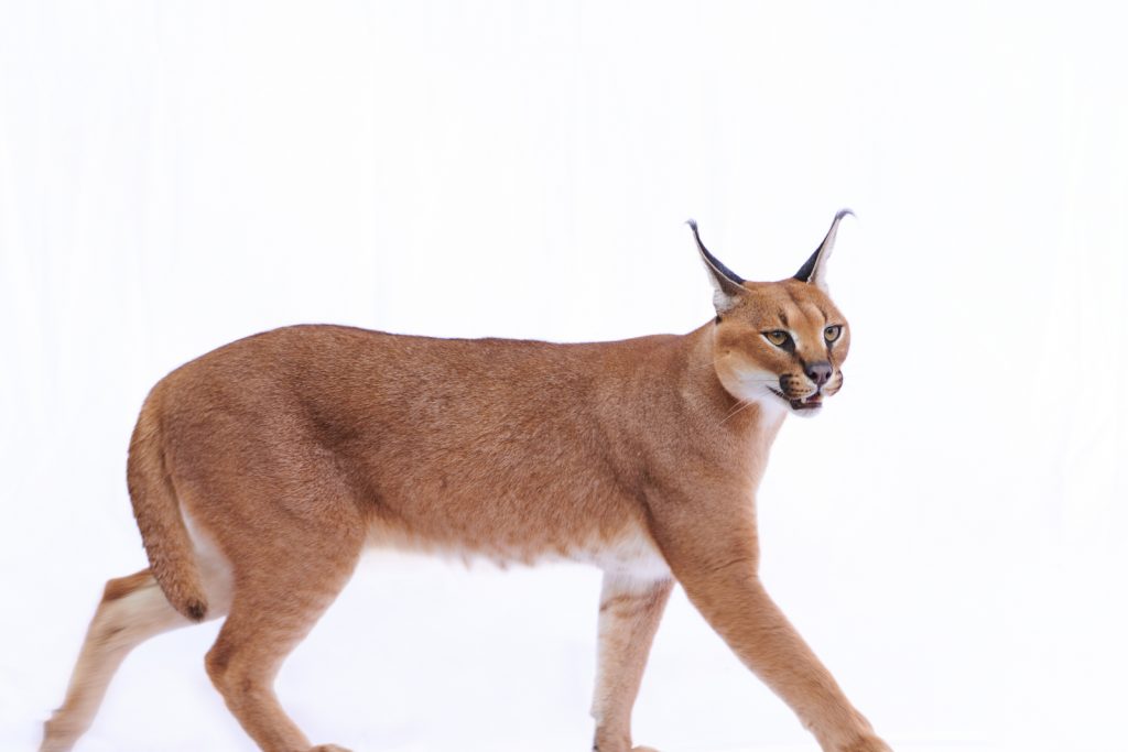 Caracal