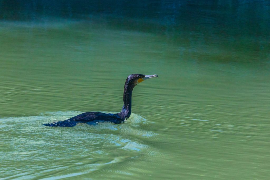 Great Cormorant