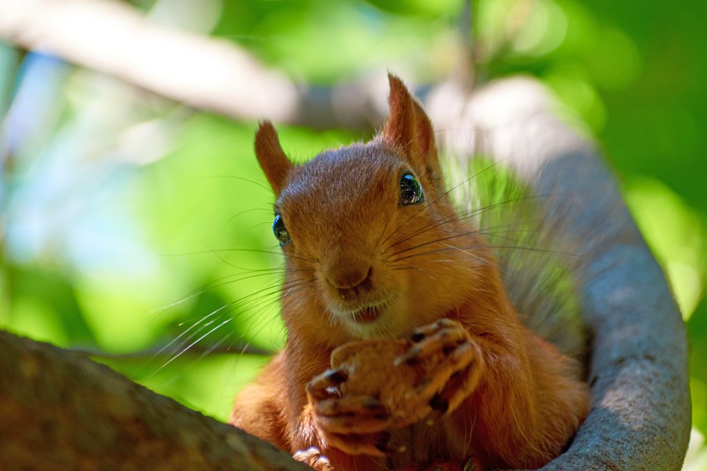 Eurasian Red Squirrel