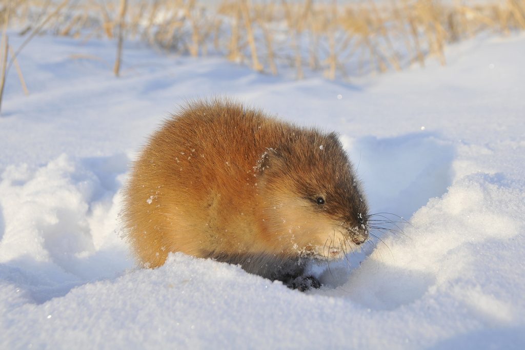 Muskrat