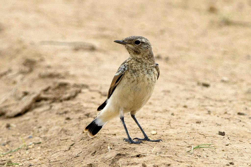 Spotted flycatcher