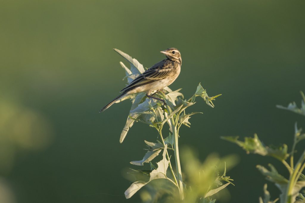 Tawny Pipit