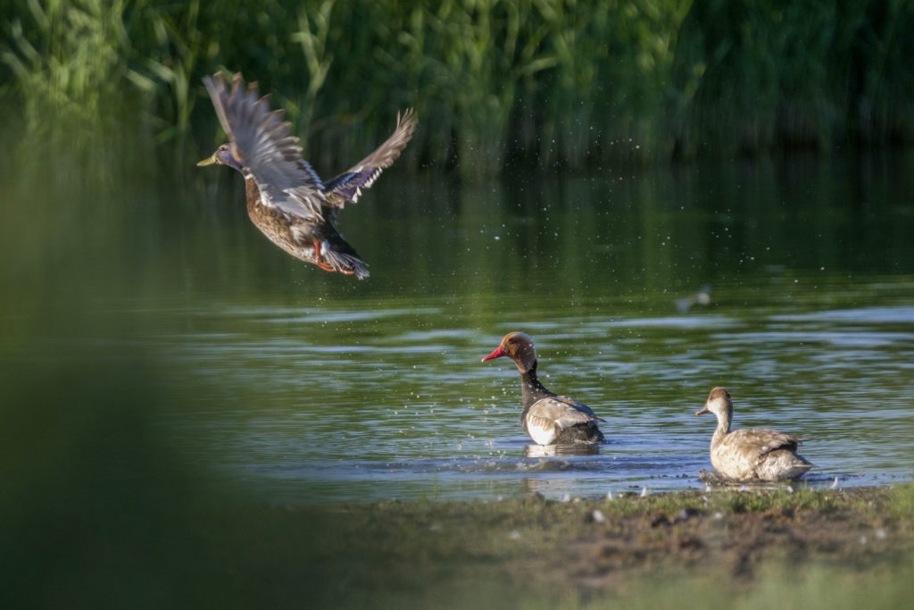 Red-crested pochard