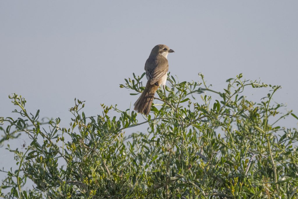 Brown shrike