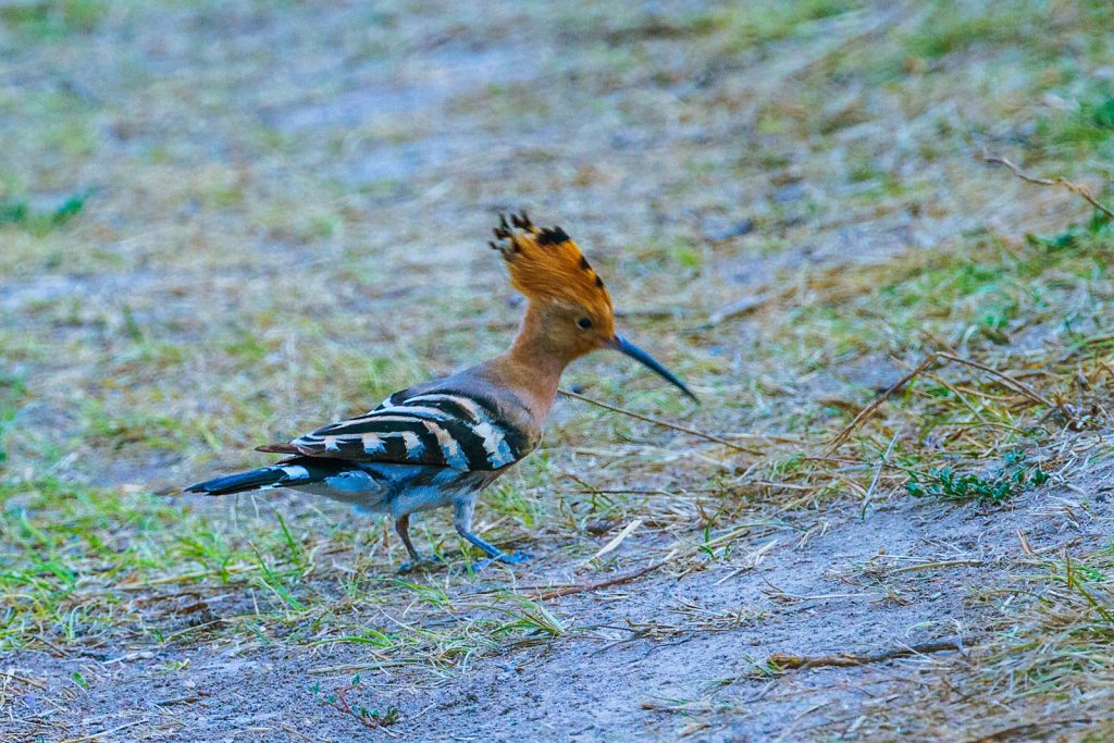 Eurasian hoopoe