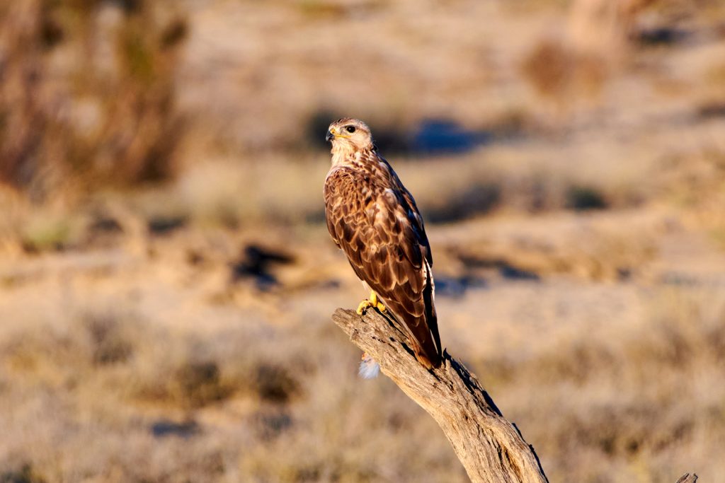 Common buzzard