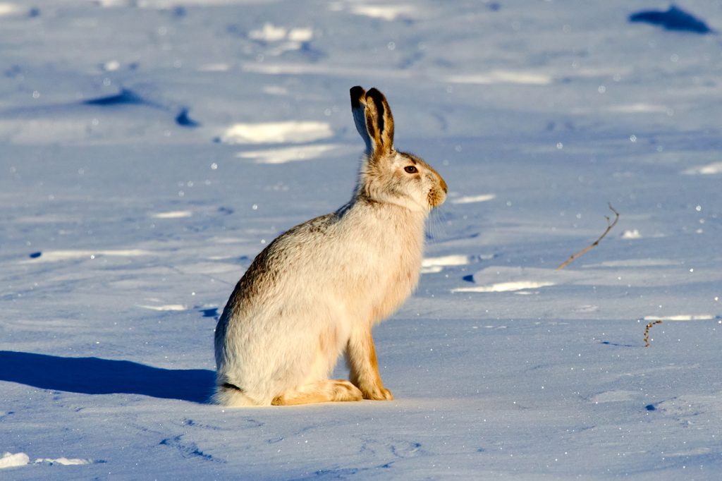 European hare