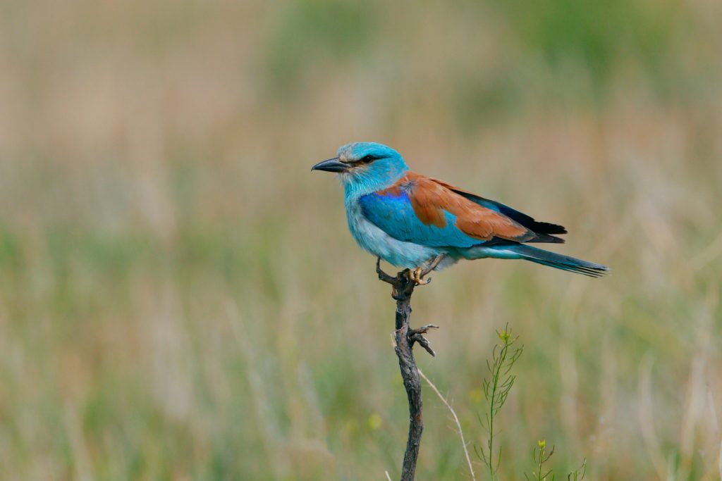 European roller