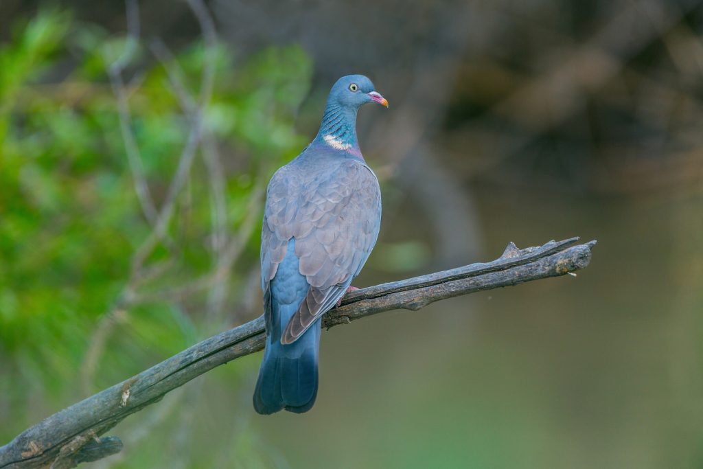 Common wood pigeon