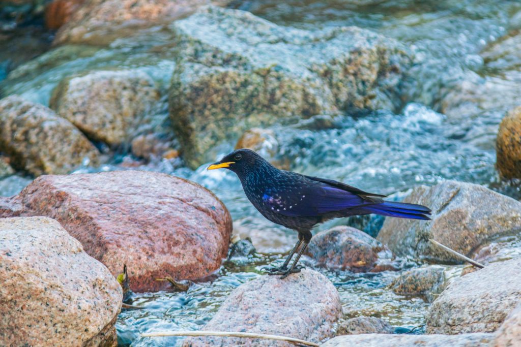 Blue whistling thrush