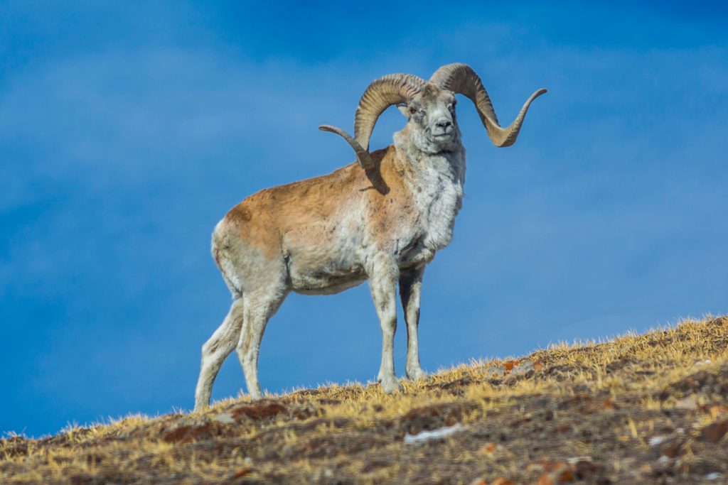 Kazakhstan argali