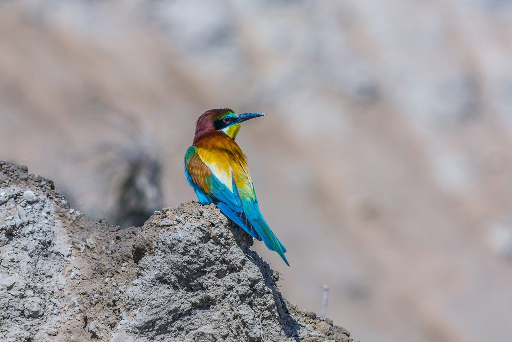 European bee-eater