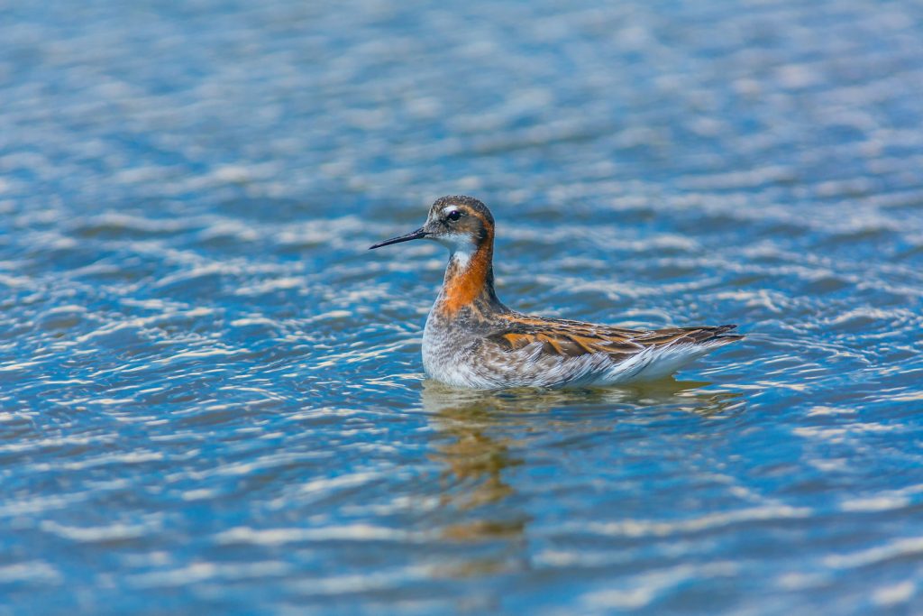 Red-necked phalarope