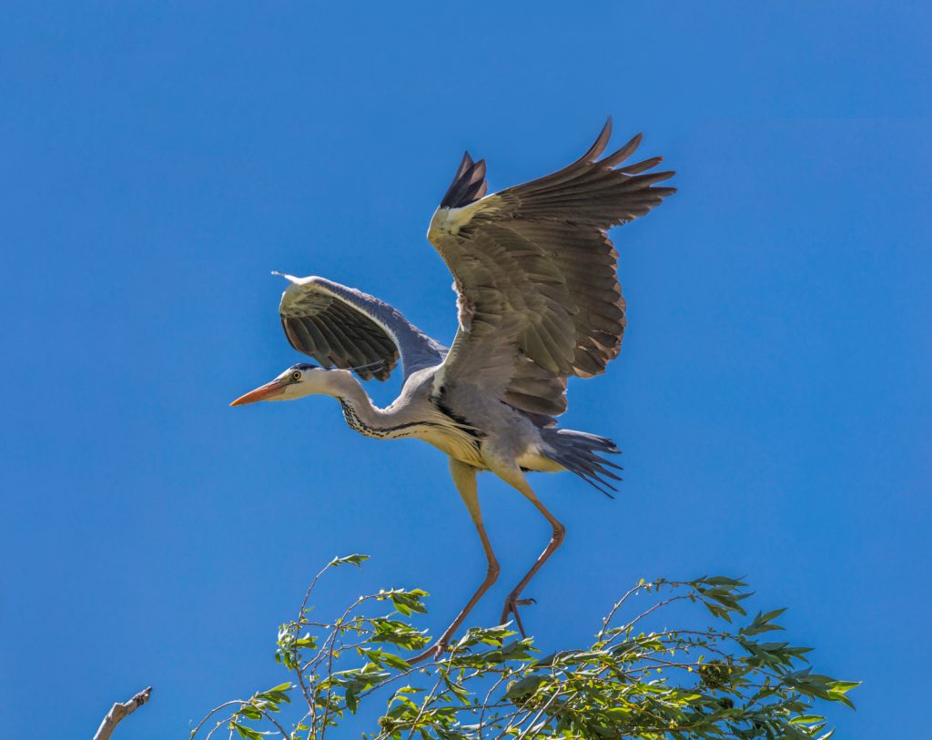 Grey heron