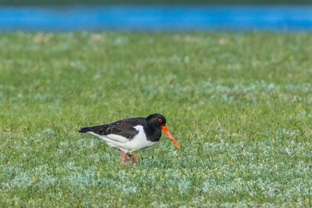 Eurasian oystercatcher