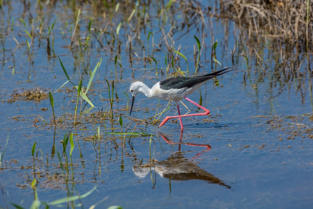 Black-winged stilt