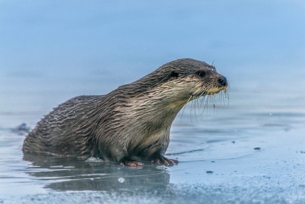 Central Asian Otter