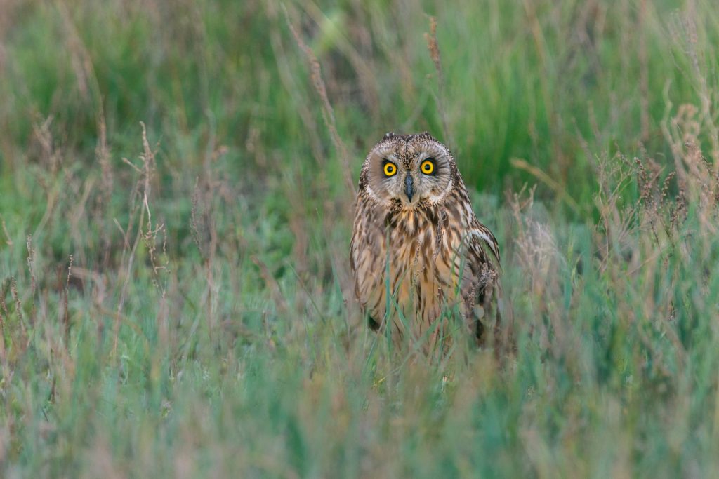 Short-eared owl