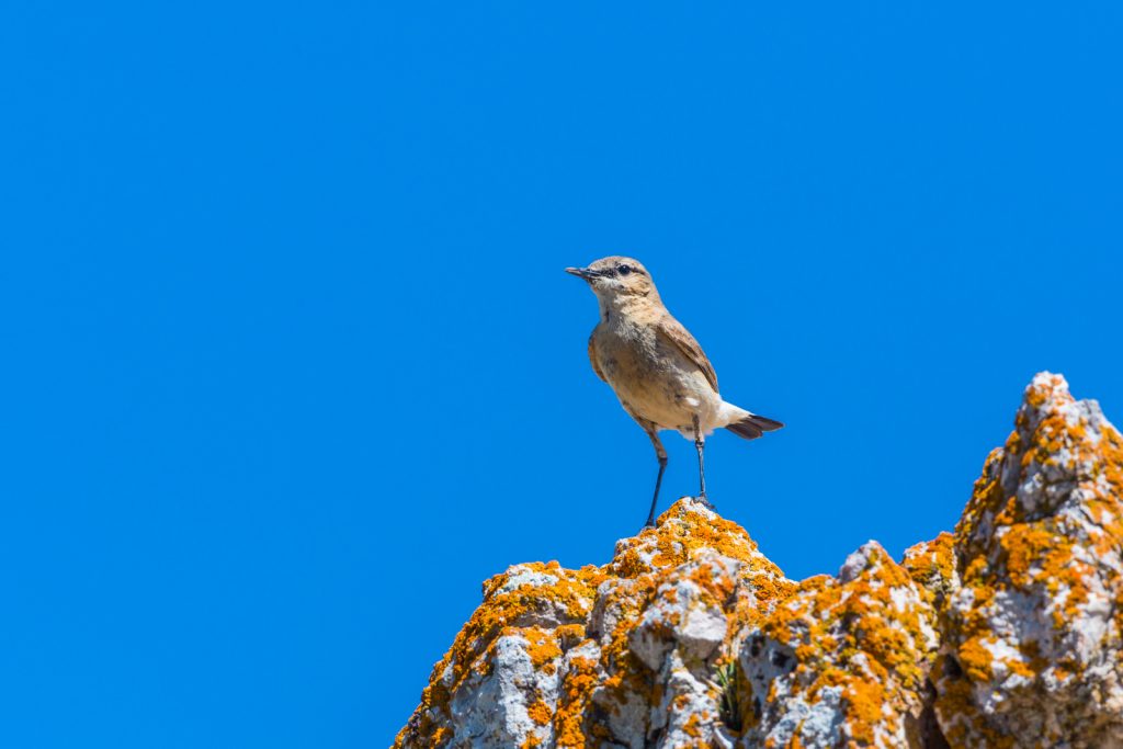 Northern wheatear