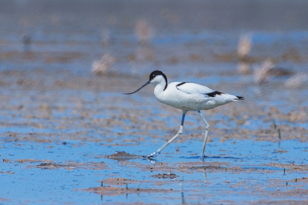 Pied avocet