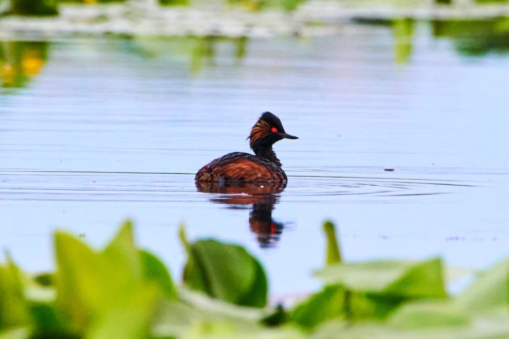 Black-necked grebe