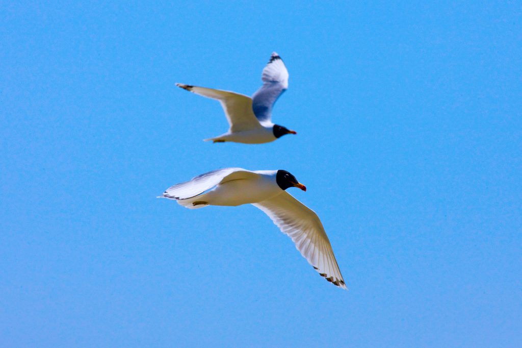 Pallas’s gull